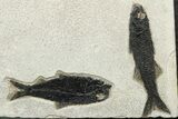 Multiple Fossil Fish (Mioplosus & Knightia) Plate - Wyoming #233914-2